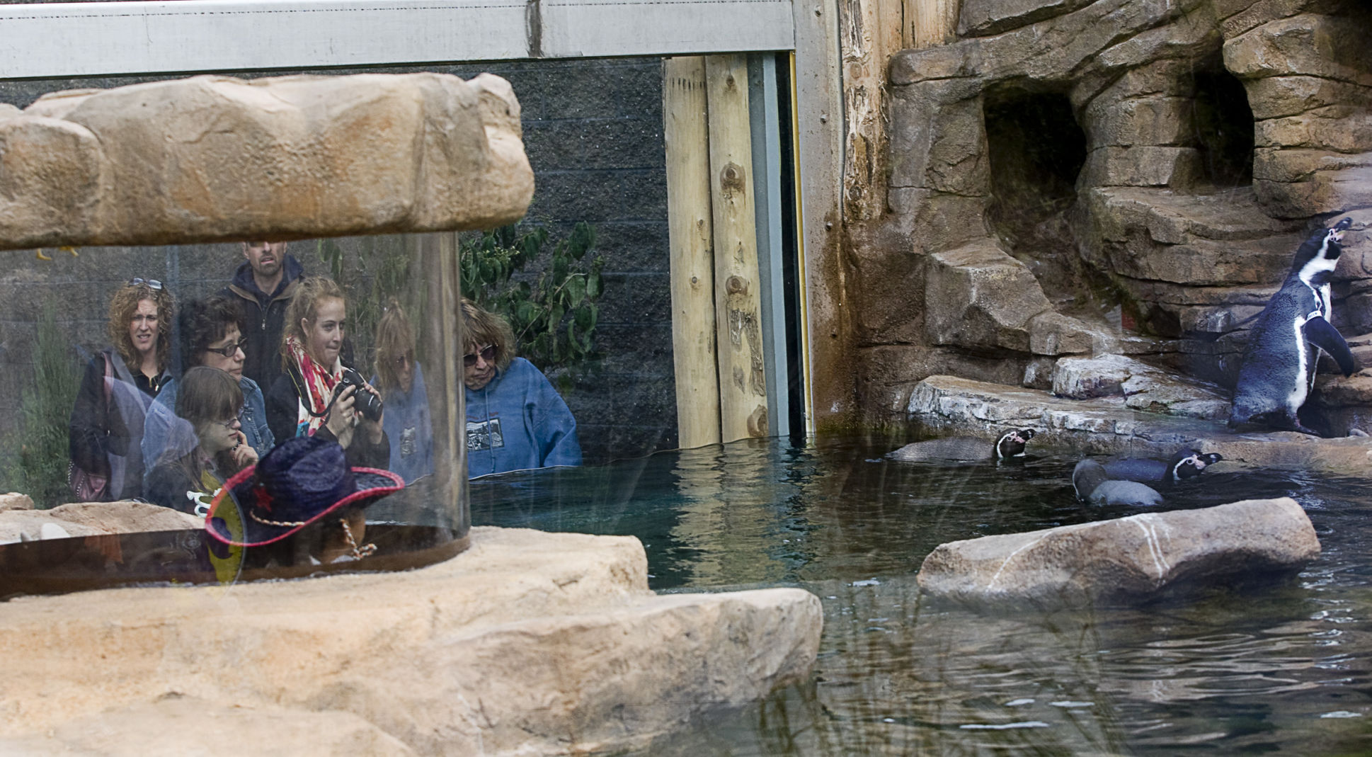 boo penguins 1026 lsm.jpg